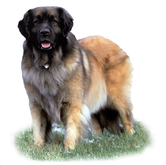 Leonberger Club of Ontario